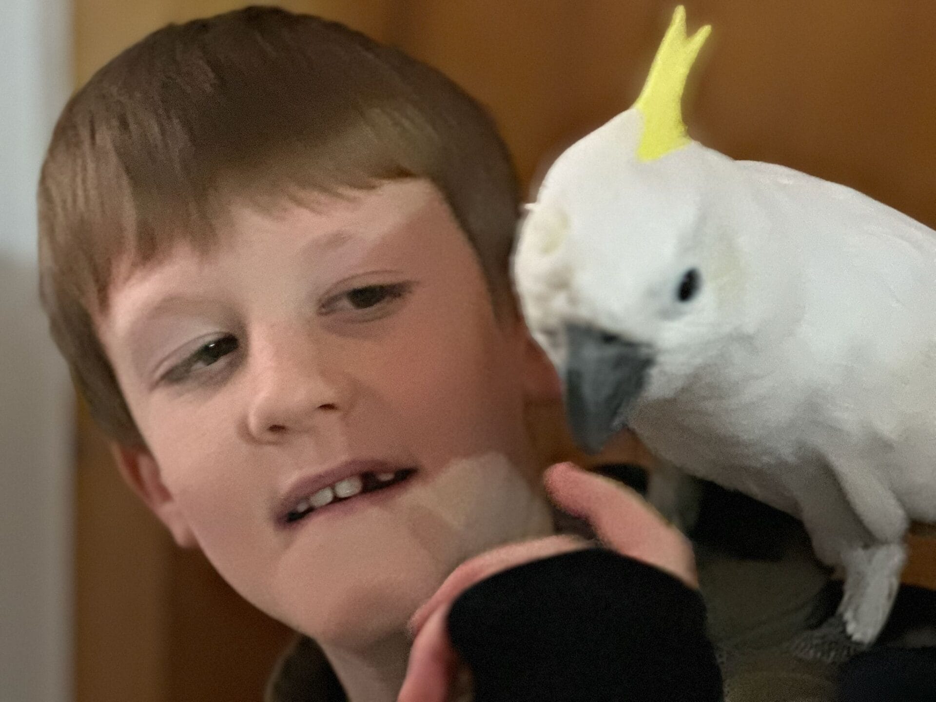 Jay und Skippy – Vertrauen zwischen Kind und Kakadu wild moments