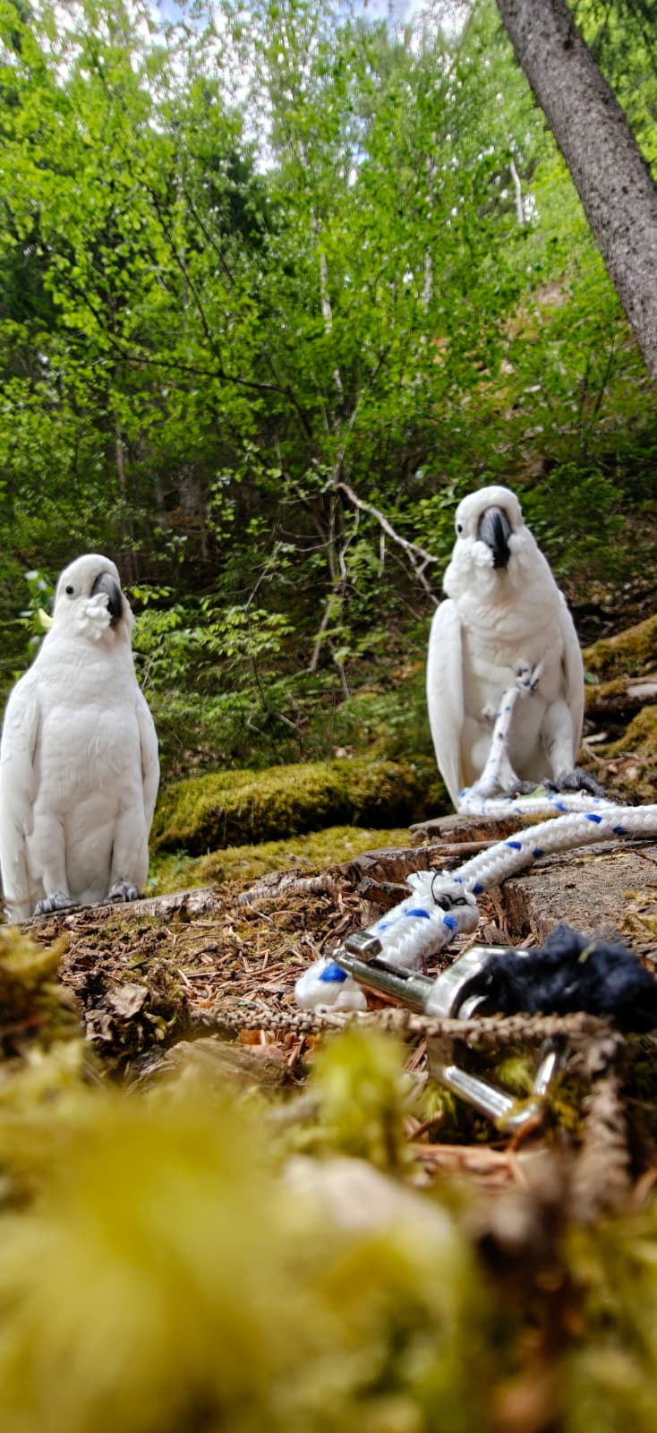 WILD und Skippy in den Tiroler Bergen