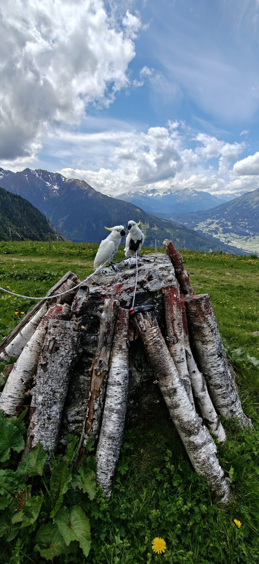 WILD und Skippy gemeinsam in den Tiroler Bergen