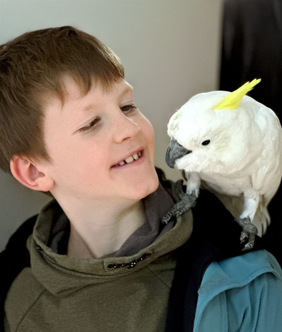 Ein Kind und ein Gelbhaubenkakadu schauen sich aus der Nähe an