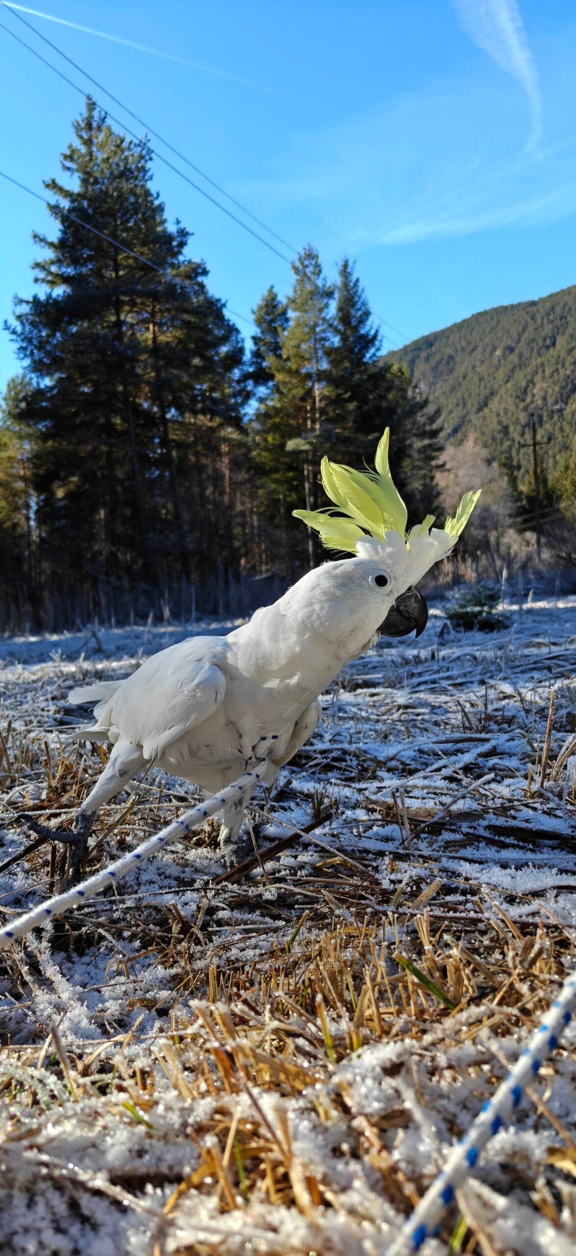 Skippy der Gelbhaubenkakadu im Tiroler Winterschnee